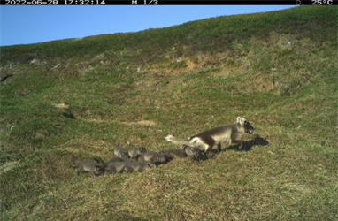 Rekordår for fjellreven i Varanger